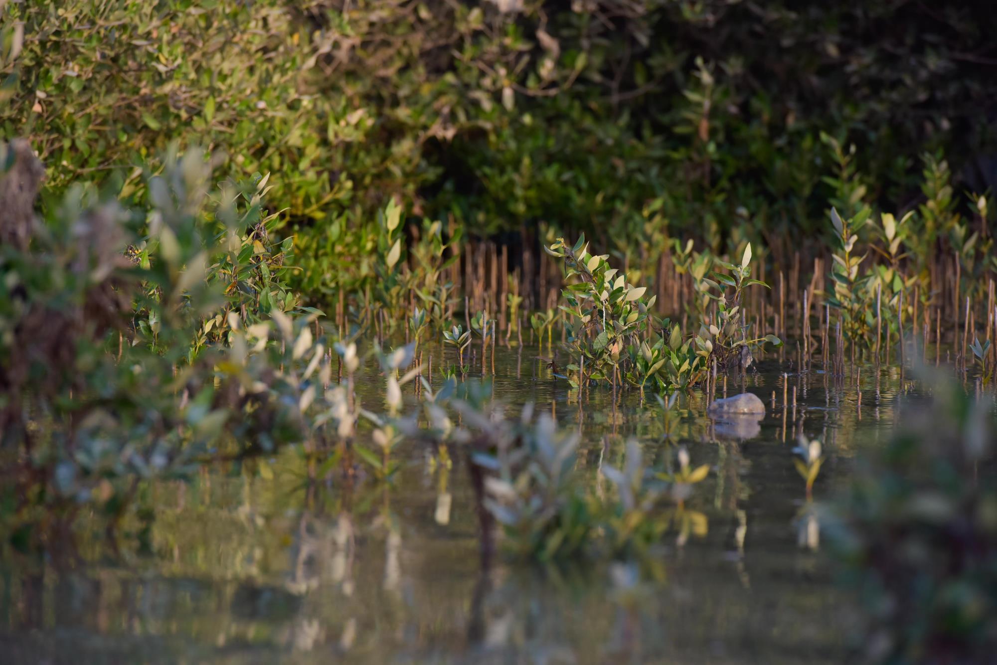 Mangrove