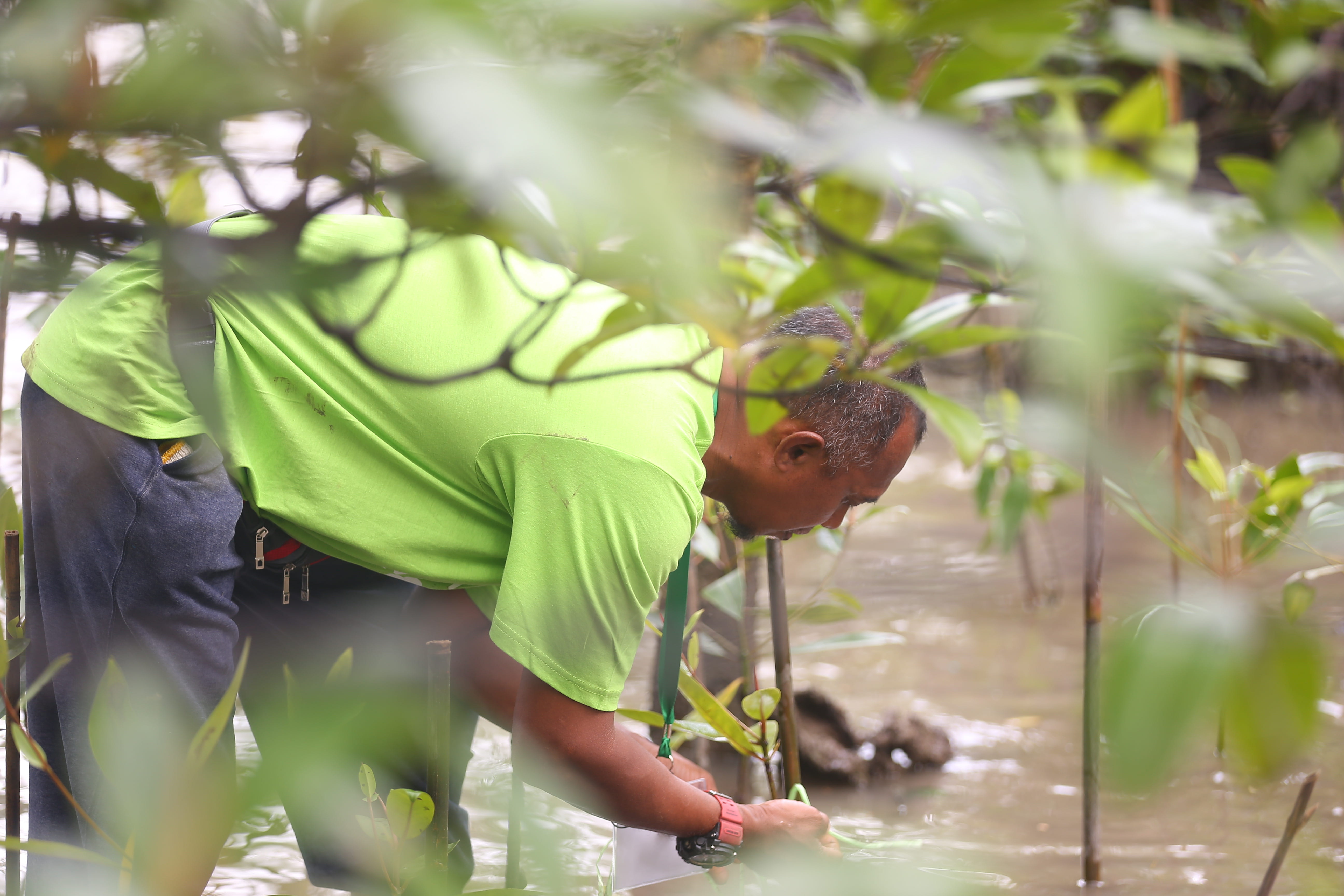 Aramco Singapore Mangrove