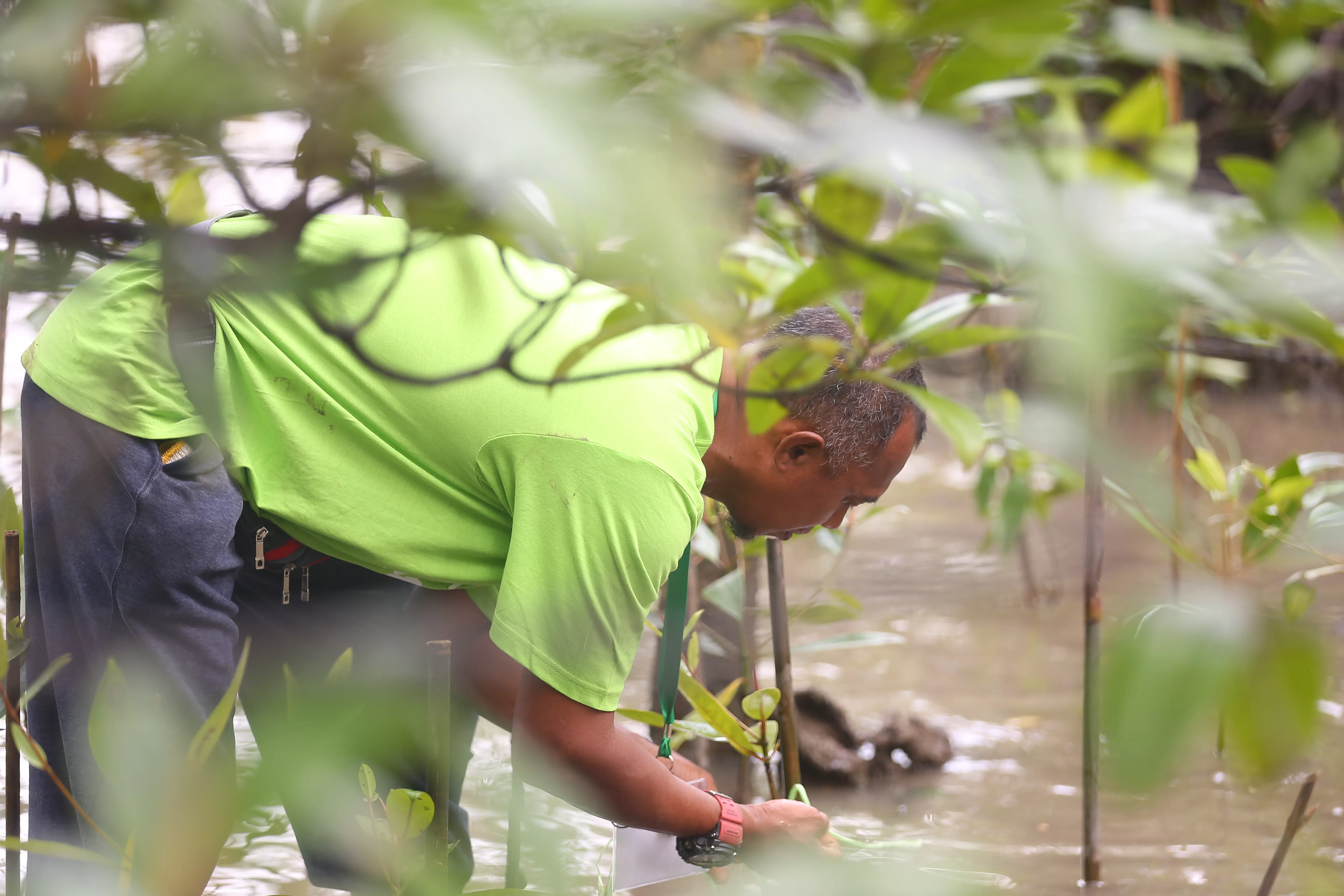 Aramco Singapore Mangrove