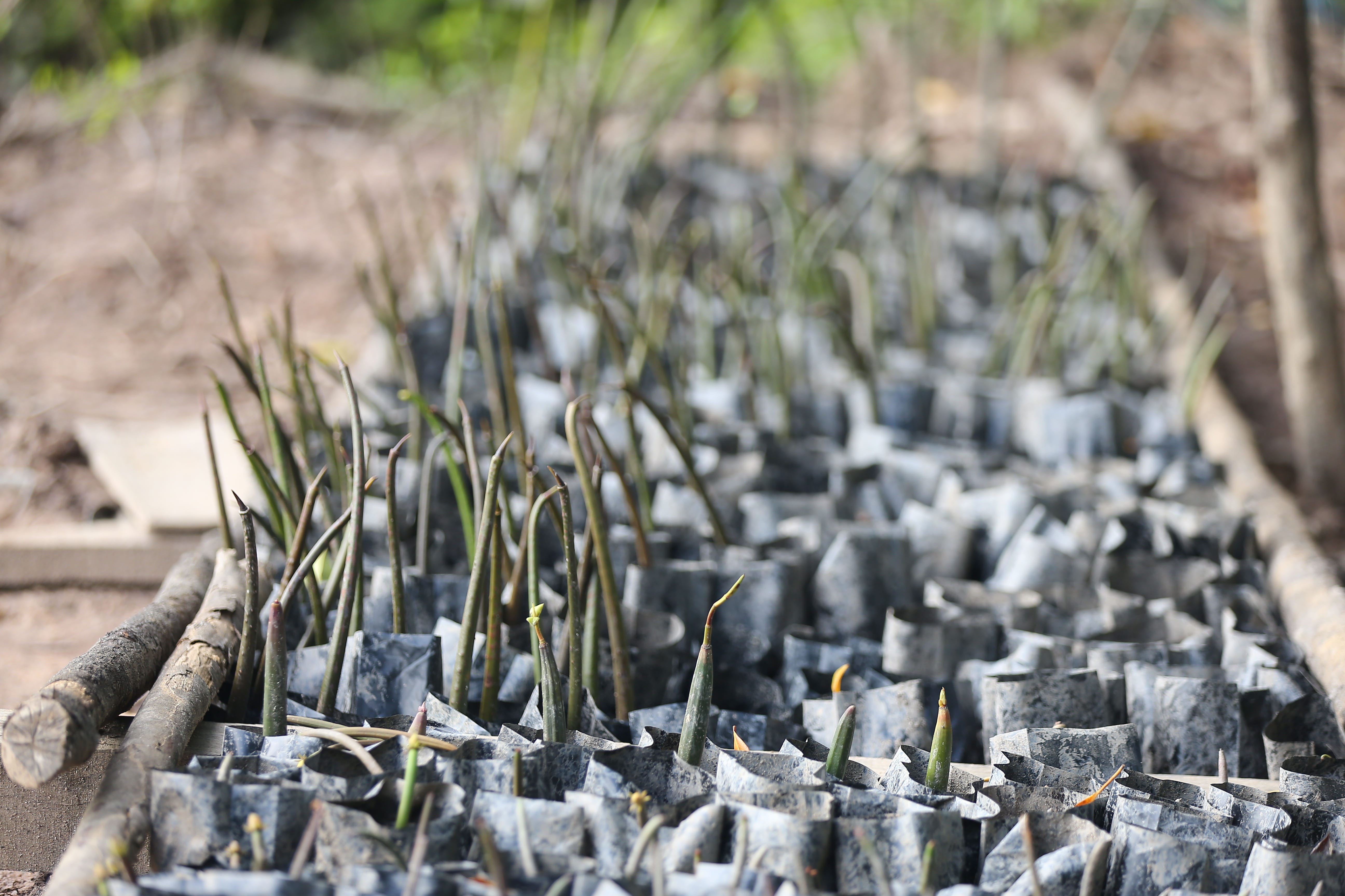 Mangrove Planting 2019
